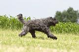 BOUVIER DES FLANDRES 052
